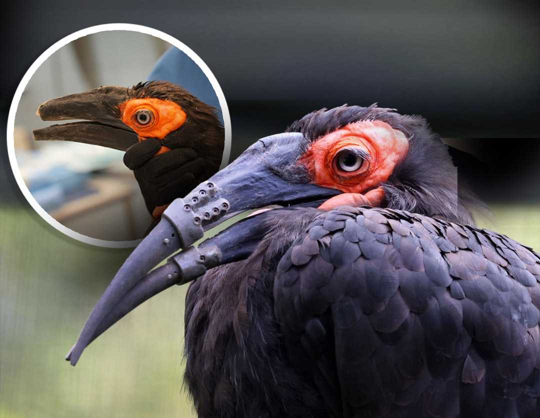 Hornbill receives 3D-printed beak, marking historic first — Elm Grove Community news