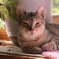 Milwaukee Record Cat Of The Week: Princess — Elm Grove Business news